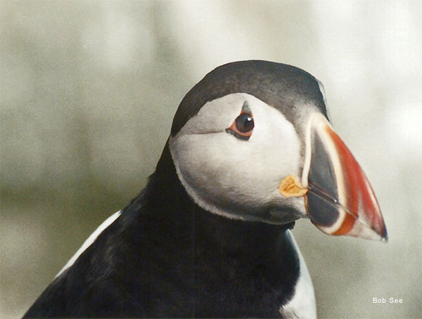 Atlantic Puffin by Bob See