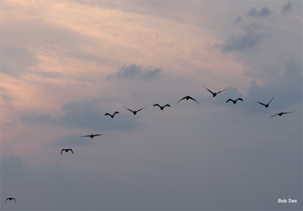 Sunset Geese by Bob See